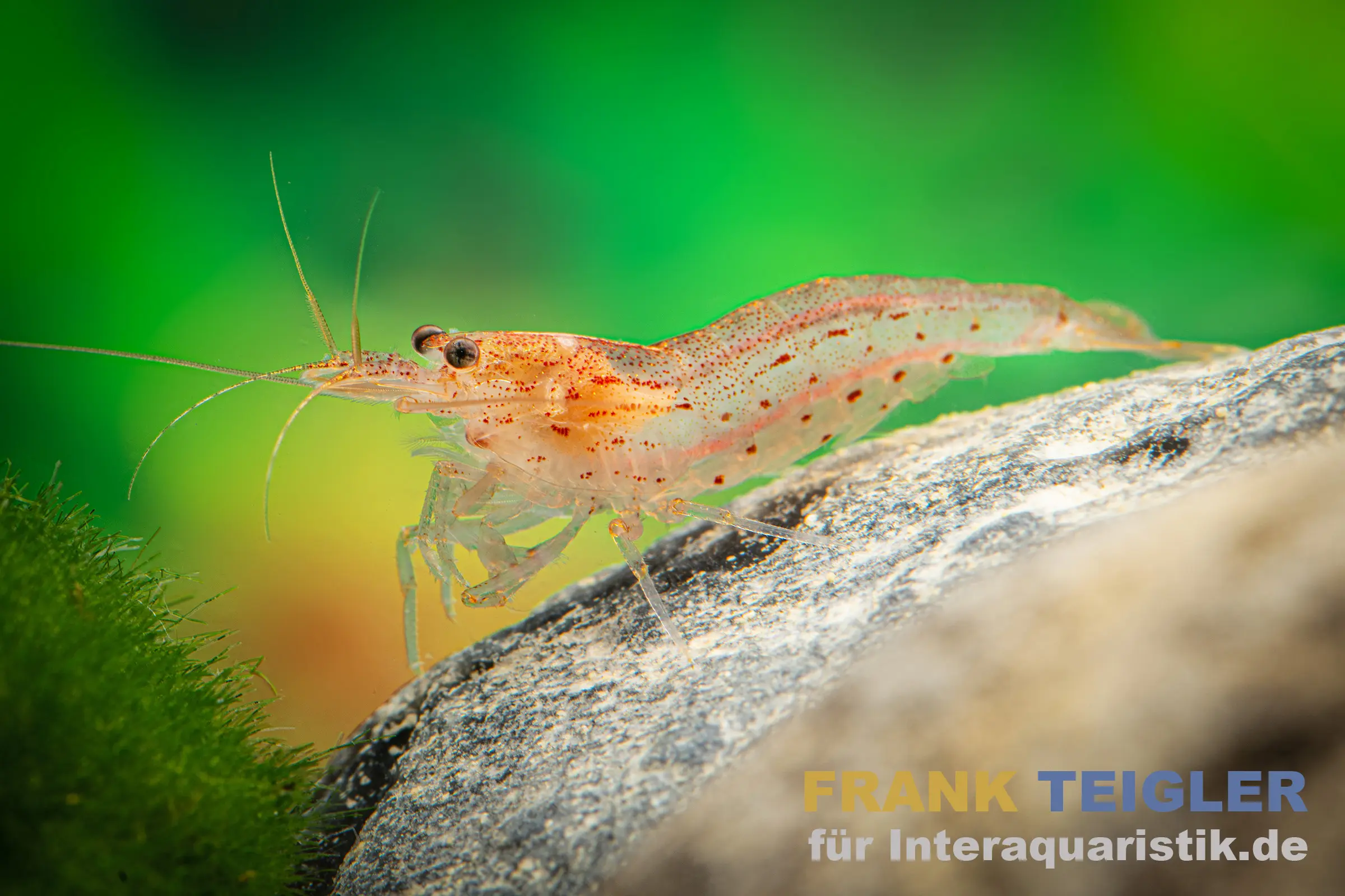 Crevette Amano orange, Caridina multidentata « Orange/Red »