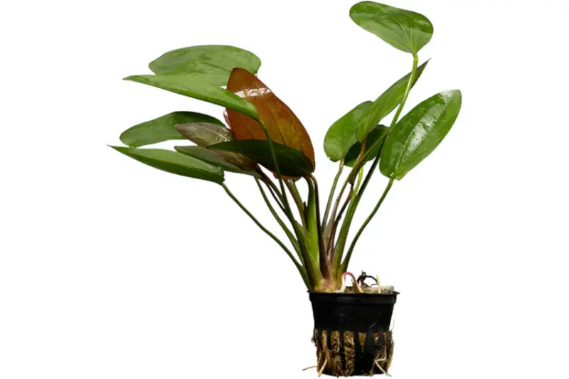 Echinodorus « Osiris Doppelrot », Echinodorus x barthii, pot XL