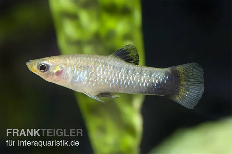 Jamaïquain, Limia melanogaster