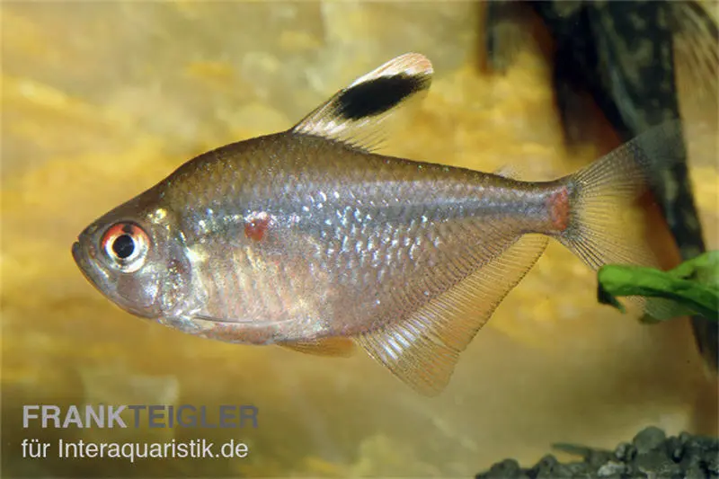 Tétra à tache cerise de Socolof, Hyphessobrycon socolofi