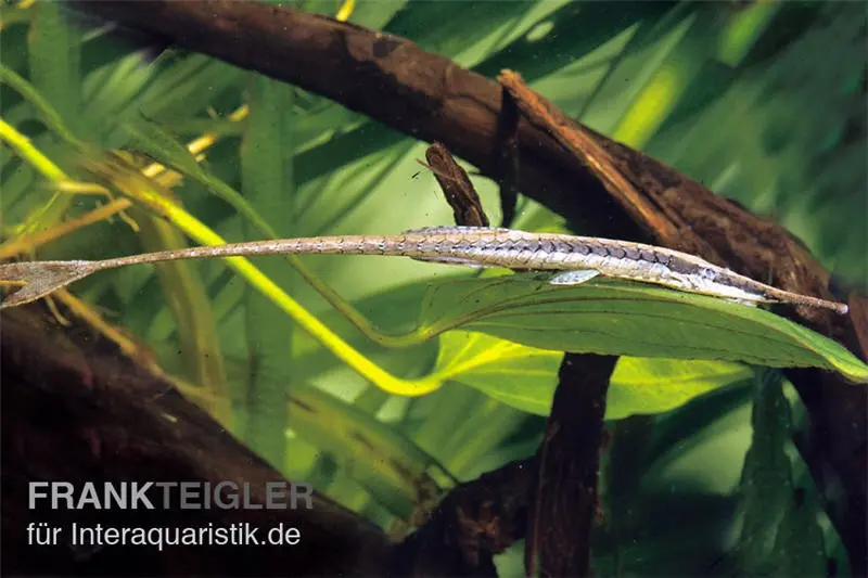 Silure-aiguille commun, Farlowella acus