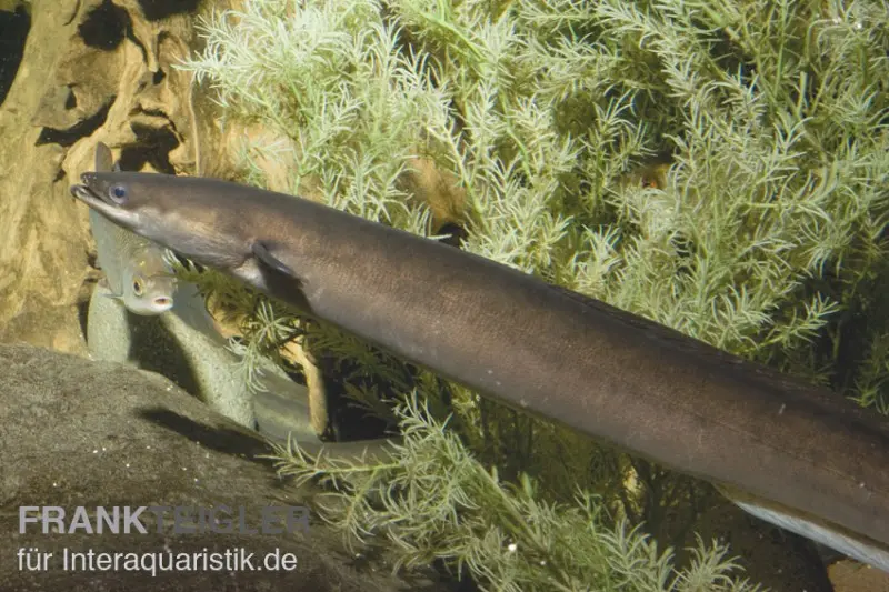 Anguille européenne, Anguilla anguilla, 30-40 cm (eau froide)