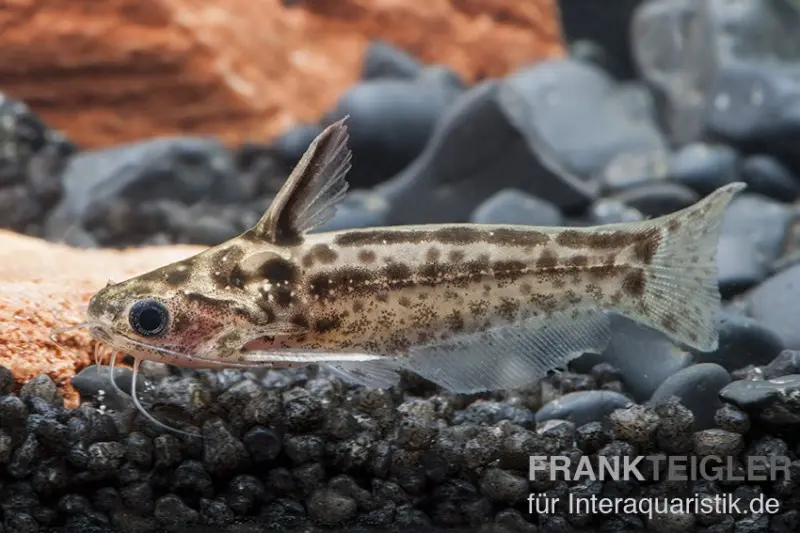 Poisson-chat « Woodcat », Trachelyichthys exilis