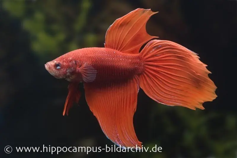 Combattant Long Tail rouge, mâle, Betta splendens