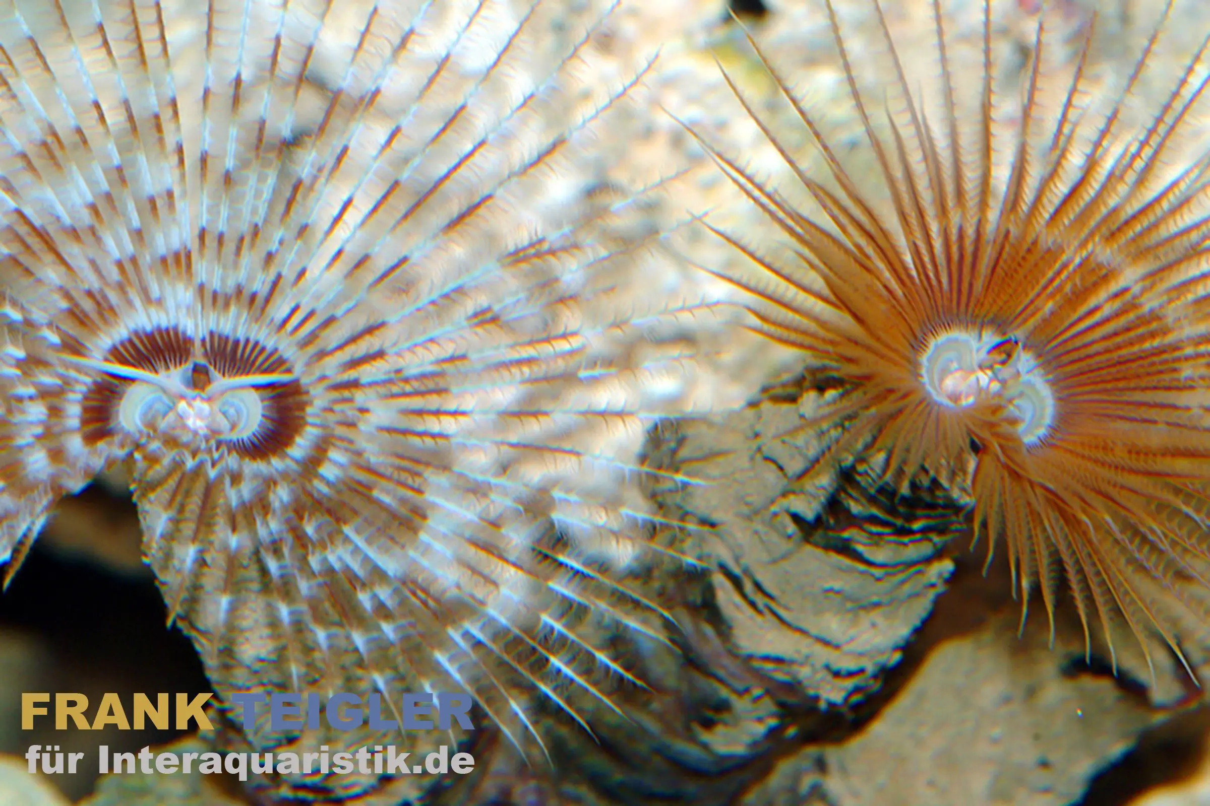 Ver rouge tubicole, Bispira guinensis