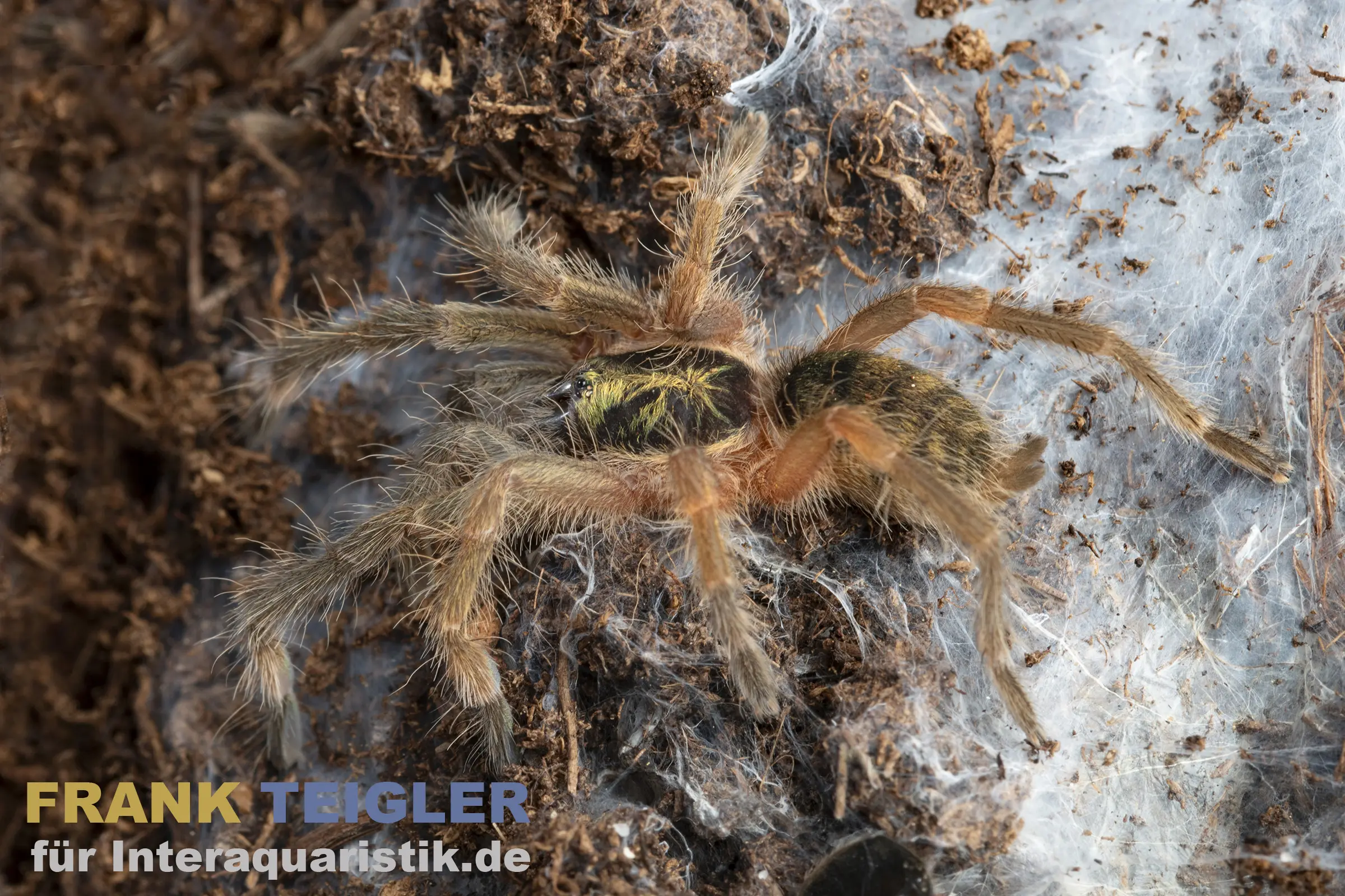 Mygale naine tigre, Neoholothele incei