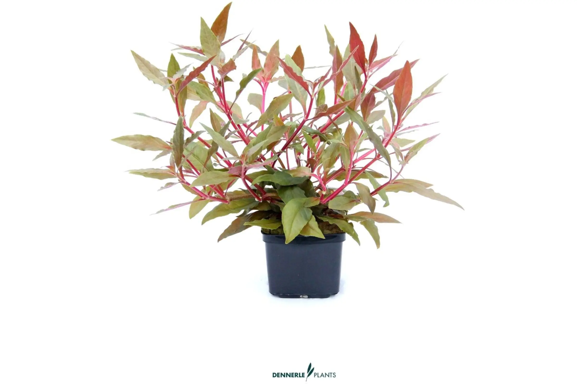 Alternanthéra rouge foncé, Alternanthera reineckii « Rot », pot XXL, plante mère