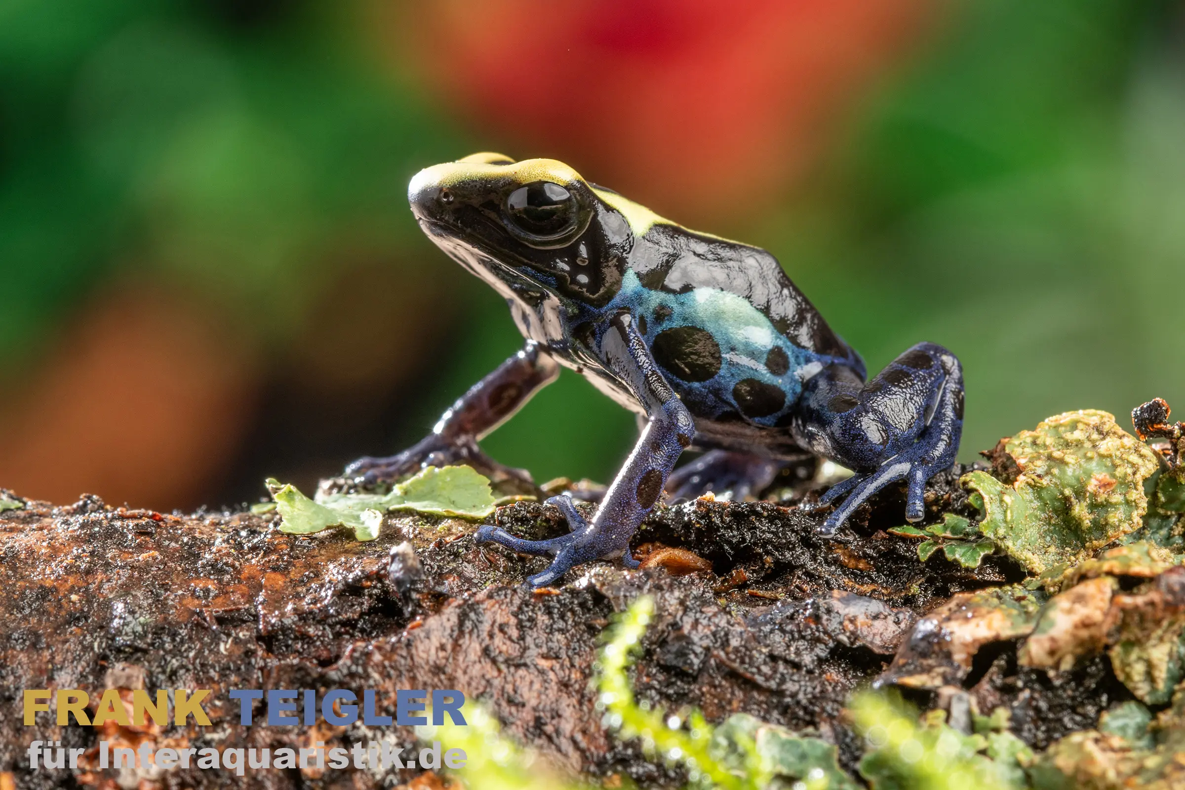 Grenouille tinctoriale Bakhuis, Dendrobates tinctorius