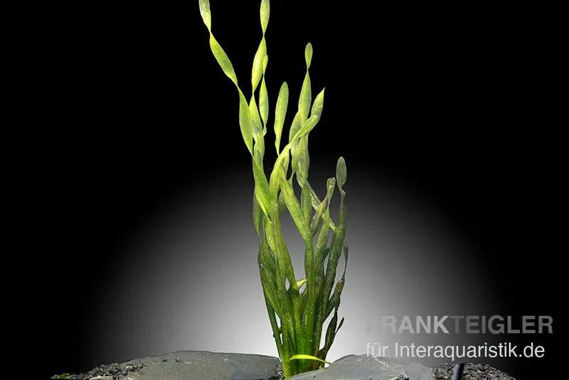 Vallisnérie asiatique en tire-bouchon, Vallisneria spiralis "Tortifolia", bouquet