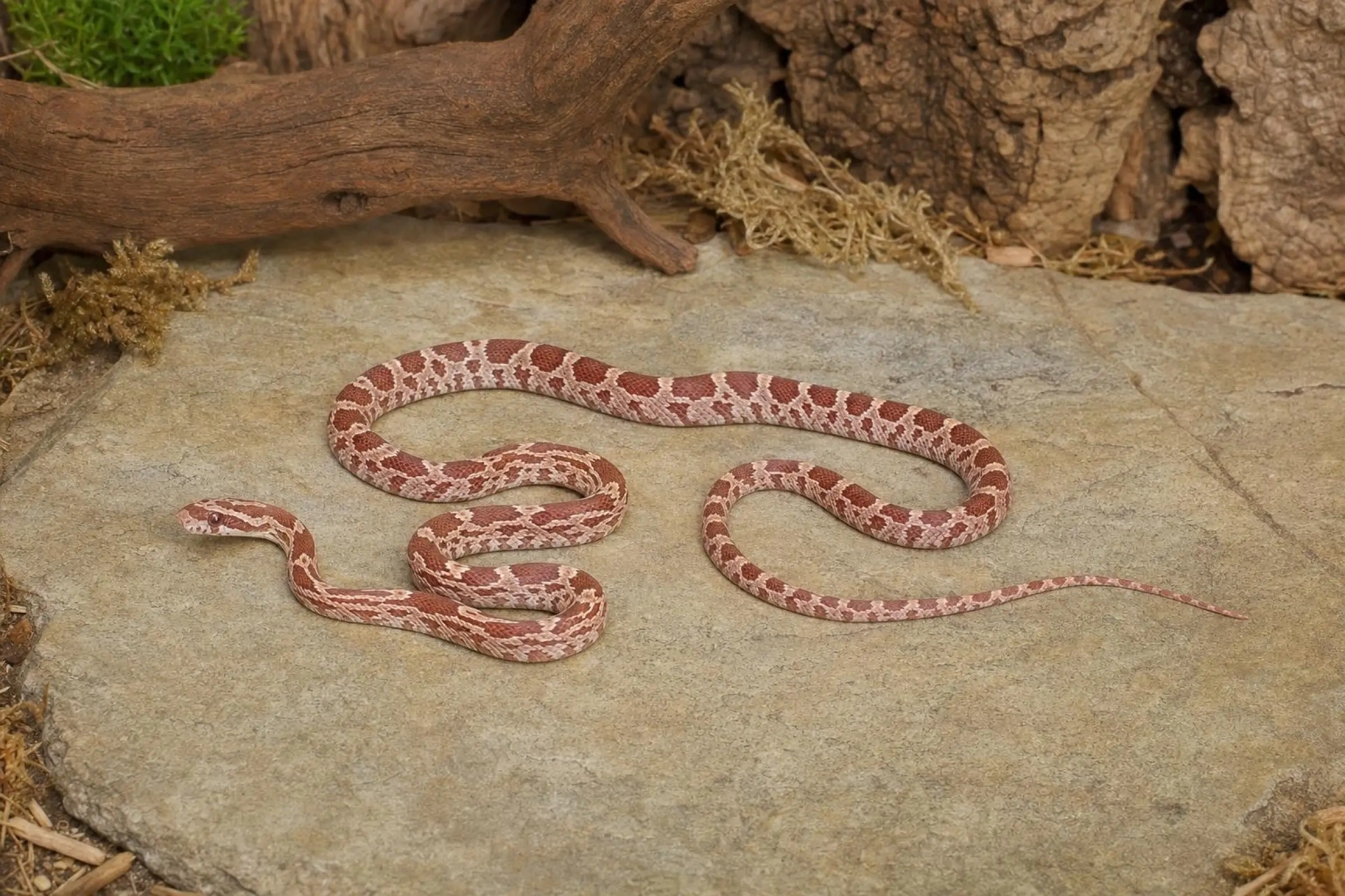 Couleuvre des blés Ultramel Motley, Pantherophis guttatus