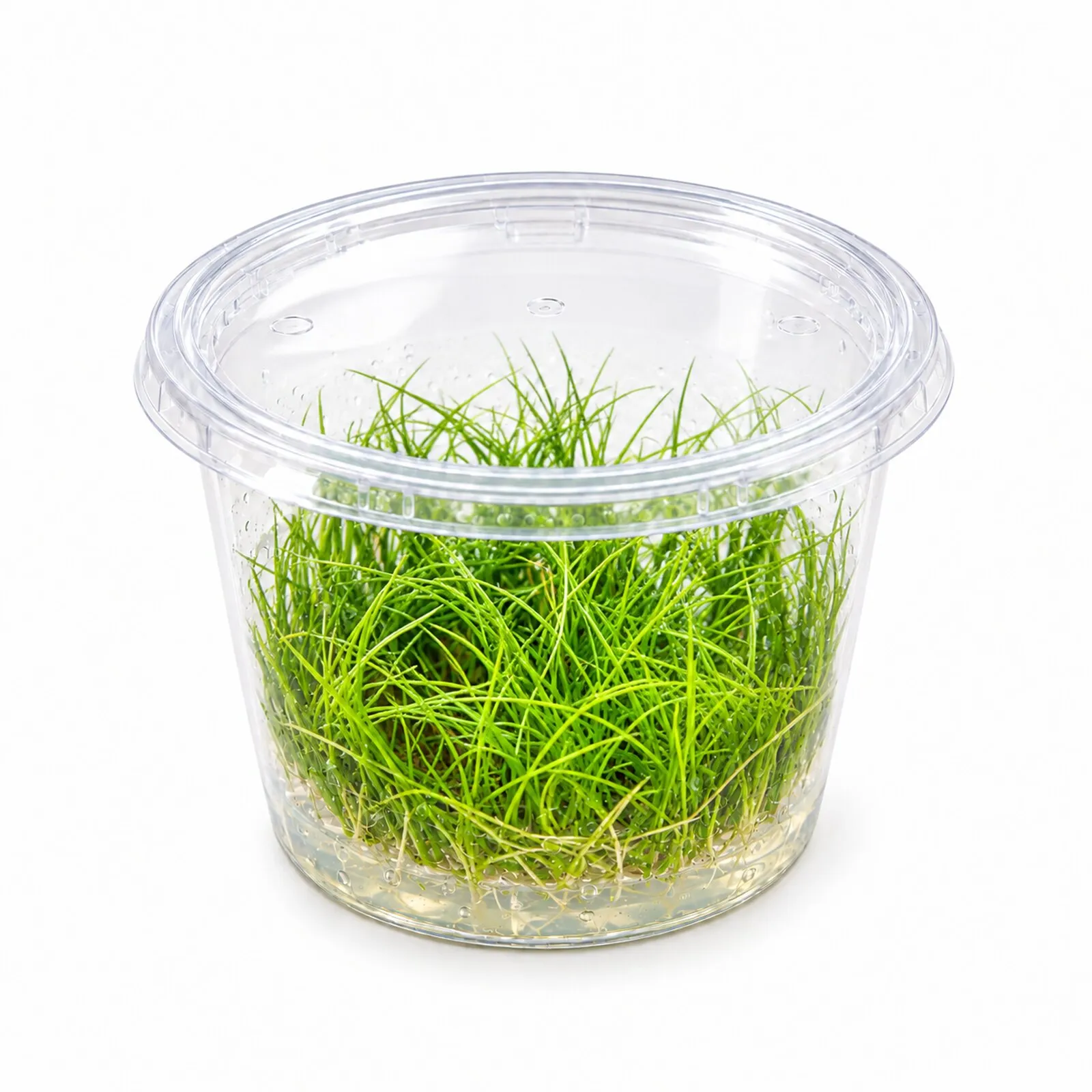 Souchet nain, Eleocharis parvula/pusilla, In Vitro