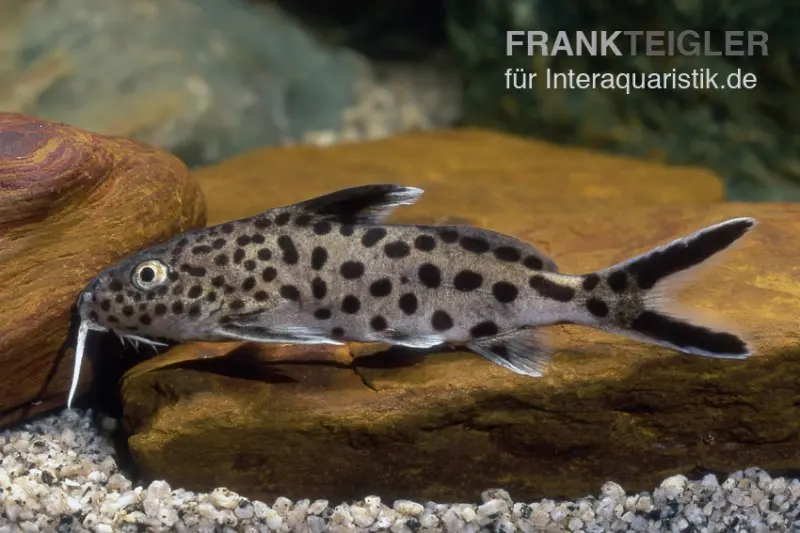 Silure coucou multipoint, Synodontis multipunctatus