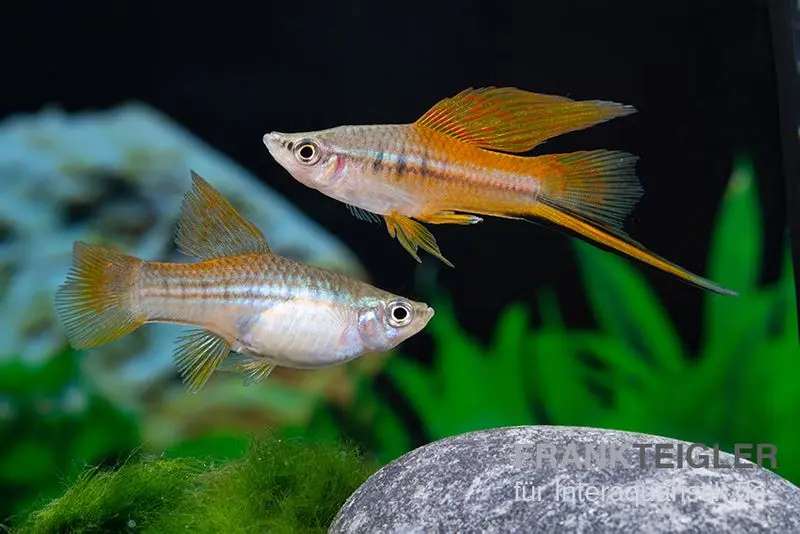 Porte-épée à haute nageoire Neon, Xiphophorus helleri