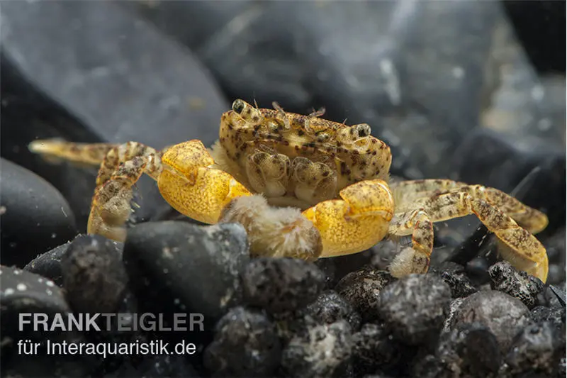 Crabe pompon, Ptychognathus barbatus (crabe de Hong Kong)