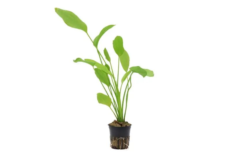 Échinodorus argentin, Echinodorus argentinensis, en pot