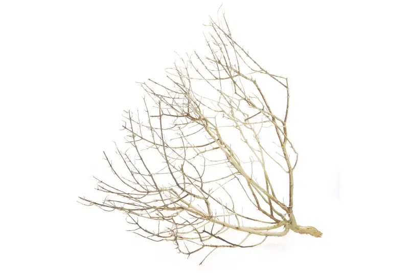 Hobby Desert Bush M, env. 30-45 cm