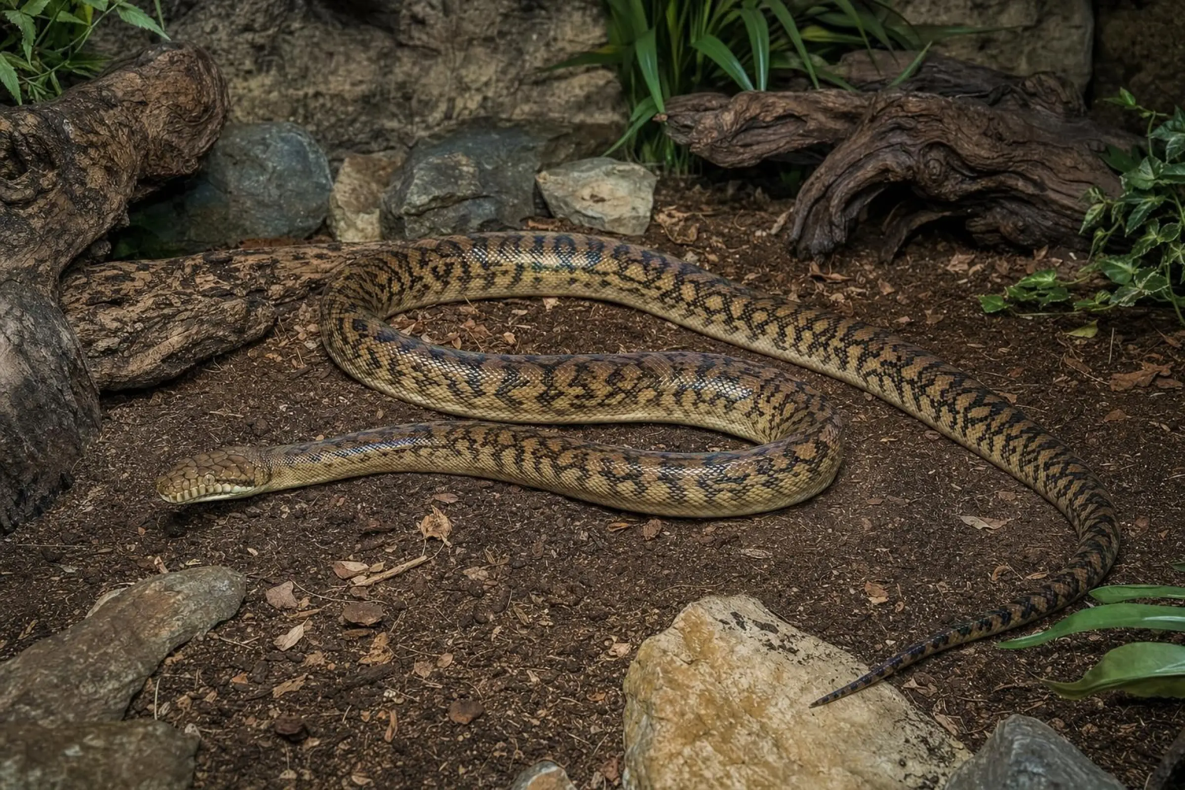 Python améthyste de Nouvelle-Guinée, Morelia amethistina