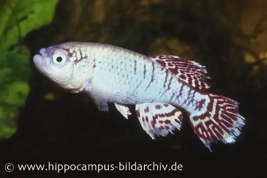 Souche d’élevage sur tourbe de killies Nothobranchius eggersi blue, 30 œufs