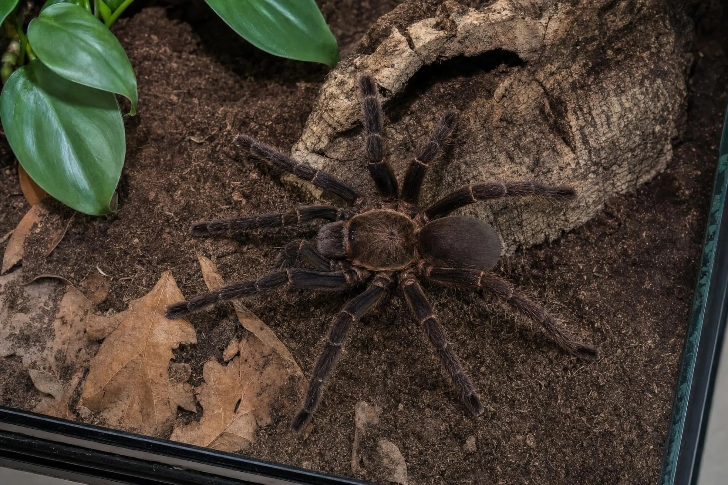 Mygale à bouche orange, Psalmopoeus reduncus