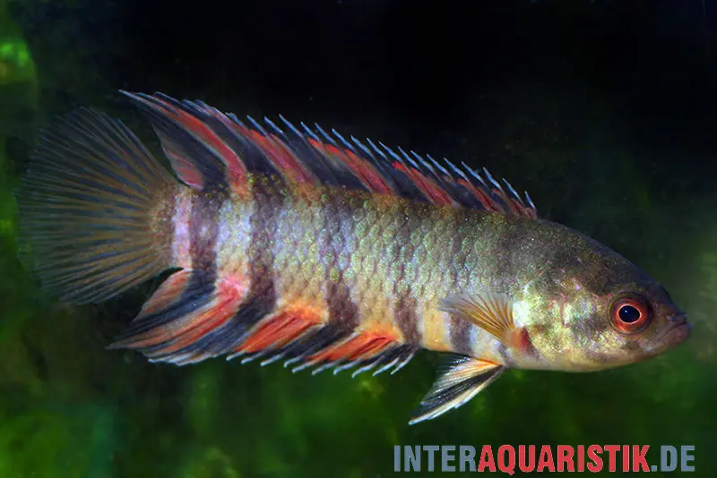 Cténopoma orange, Microctenopoma ansorgii