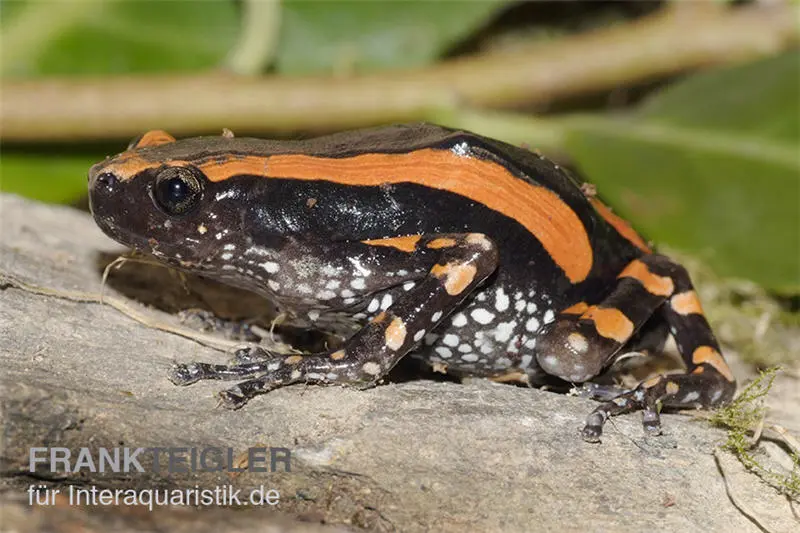 Grenouille à cou pivotant rayée, Phrynomantis bifasciatus