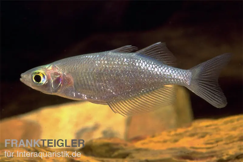 Poisson-arc-en-ciel de Sepik, Glossolepis multisquamatus