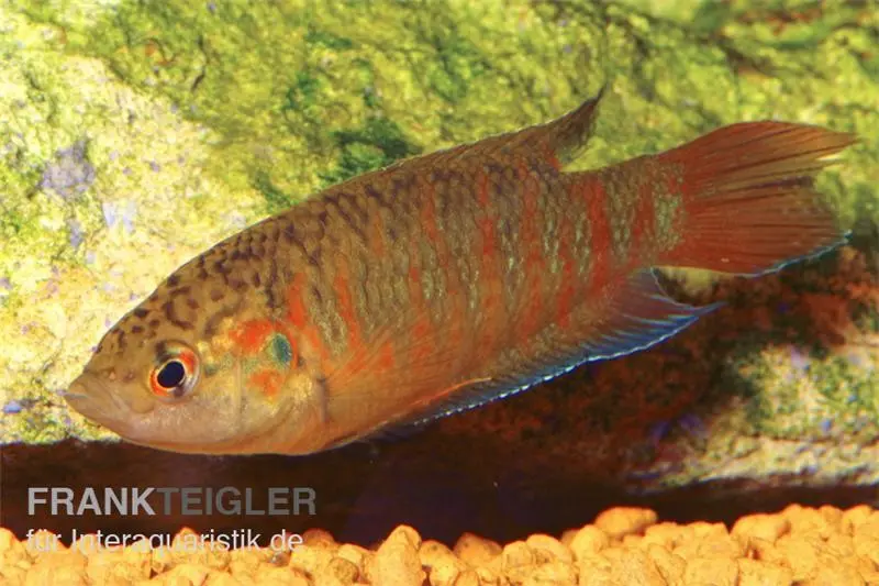 Poisson-paradis rouge, Macropodus opercularis "Super rot"