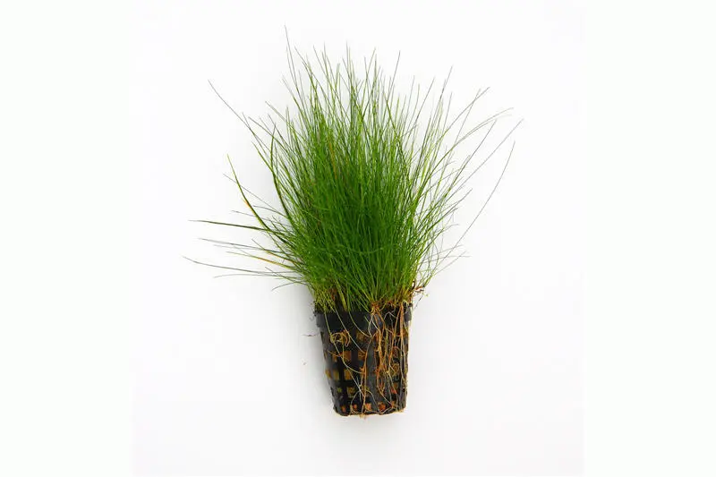 Éléocharis aciculaire, Eleocharis acicularis, en pot