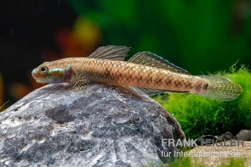 Gobie atratus, Stiphodon atratus, 1 couple