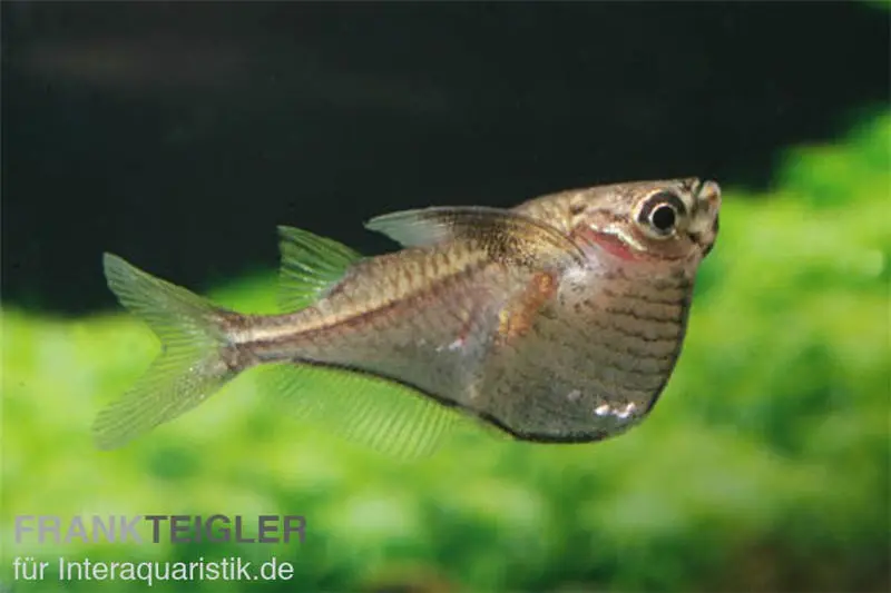 Poisson-hachette à ailes noires, Carnegiella marthae (mini-poisson)