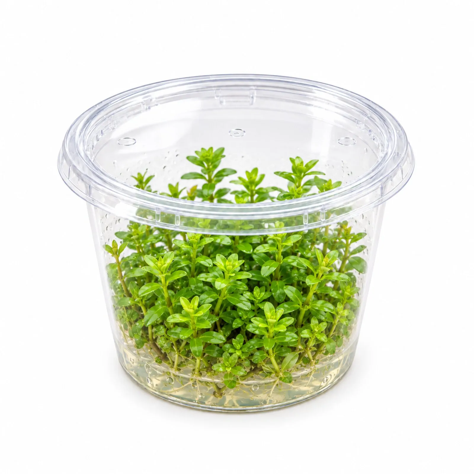 Rotala indienne, Rotala indica/Rotala bonsai, In Vitro