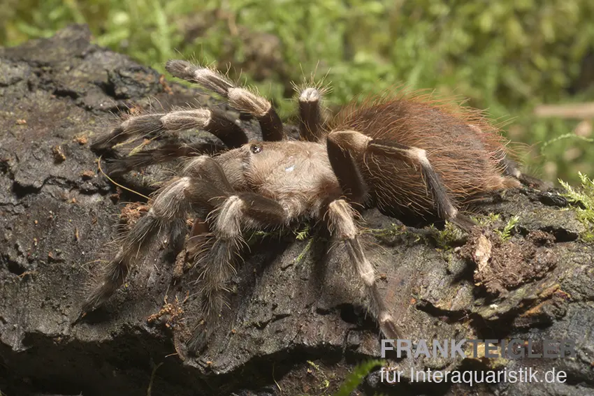 Mygale brésilienne rouge et blanche, Nhandu chromatus