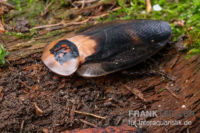Blatte tête de mort « Black Wing », Blaberus craniifer