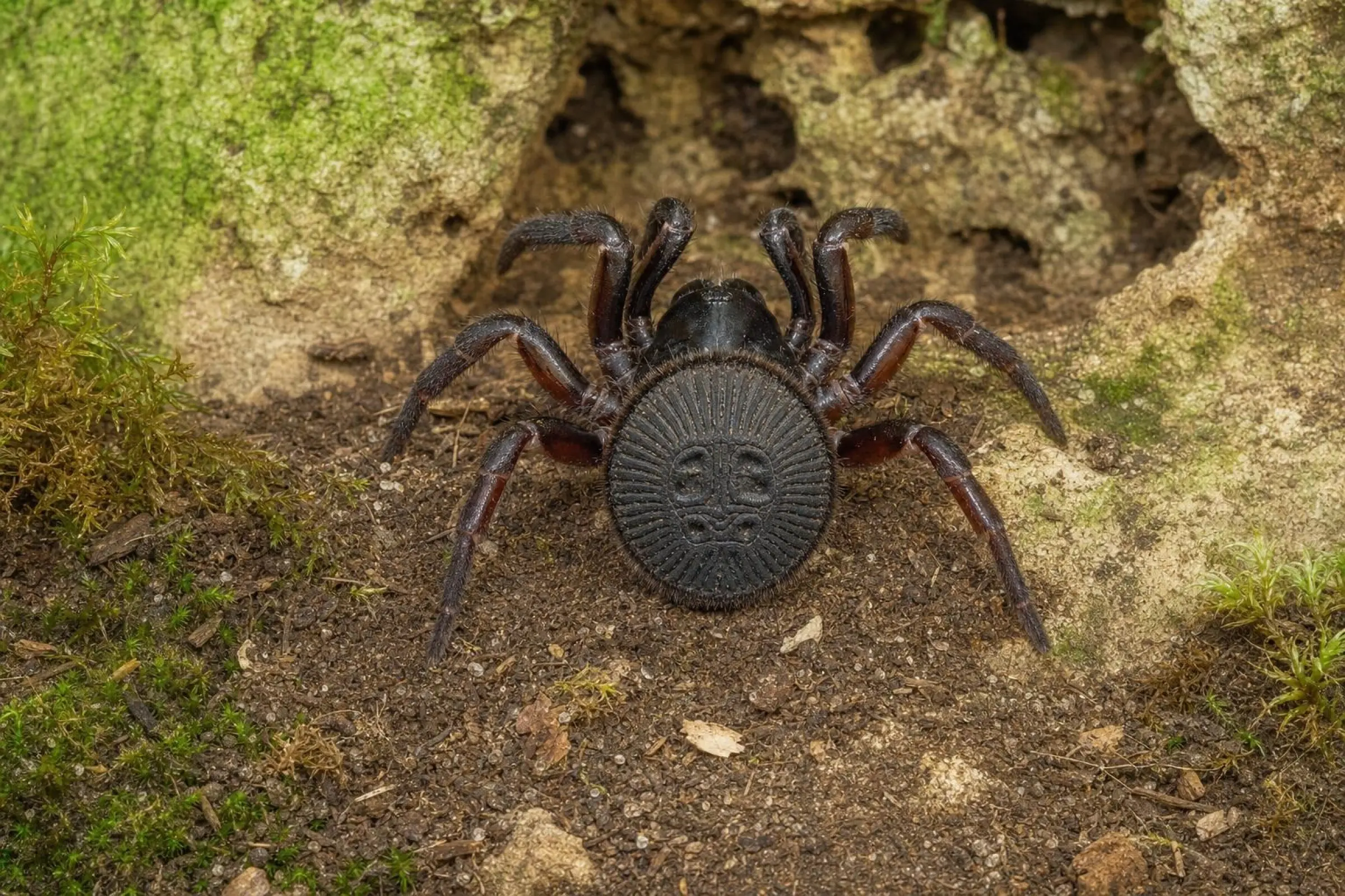 Mygale à trappe chinoise, Cyclocosmia latusicosta