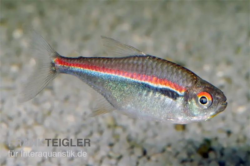 Tétra à trois bandes, Hyphessobrycon heterorhabdus
