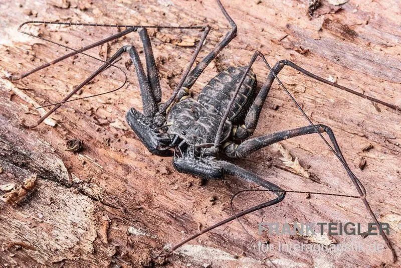 Araignée-fouet, Phrynus mexicanus