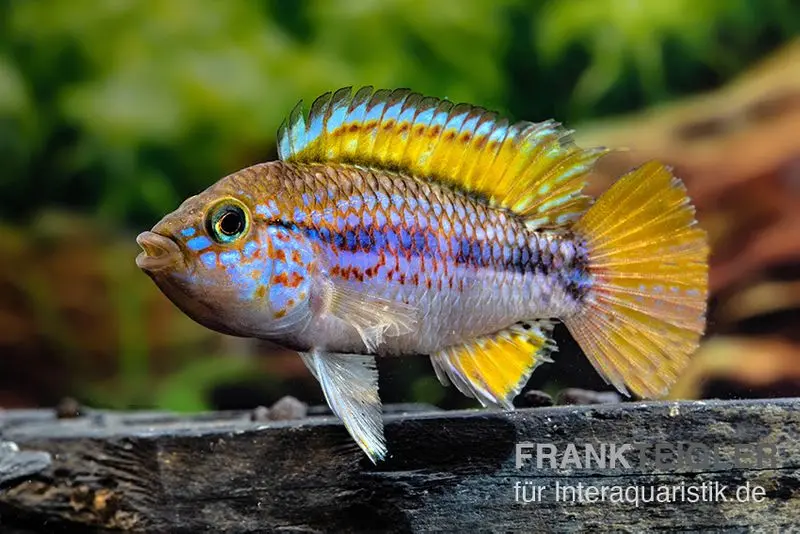 Cichlidé nain perroquet, Apistogramma cf. ortegai « Purple » en couple