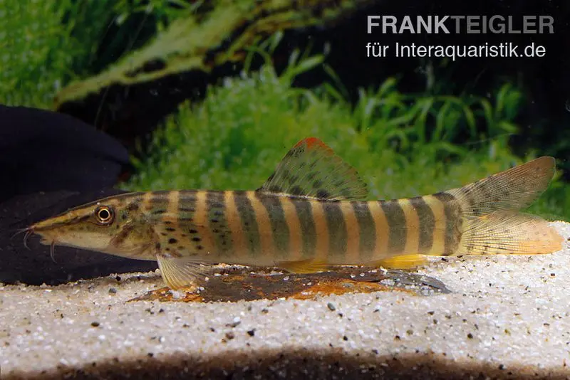 Loche tigre à nageoires rouges, Syncrossus berdmorei