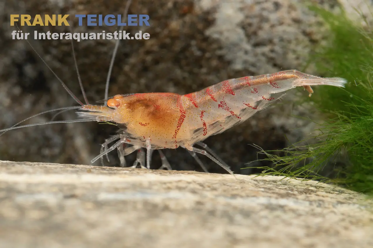 Crevette tigre rouge « Orange Eye », Caridina mariae « Red »