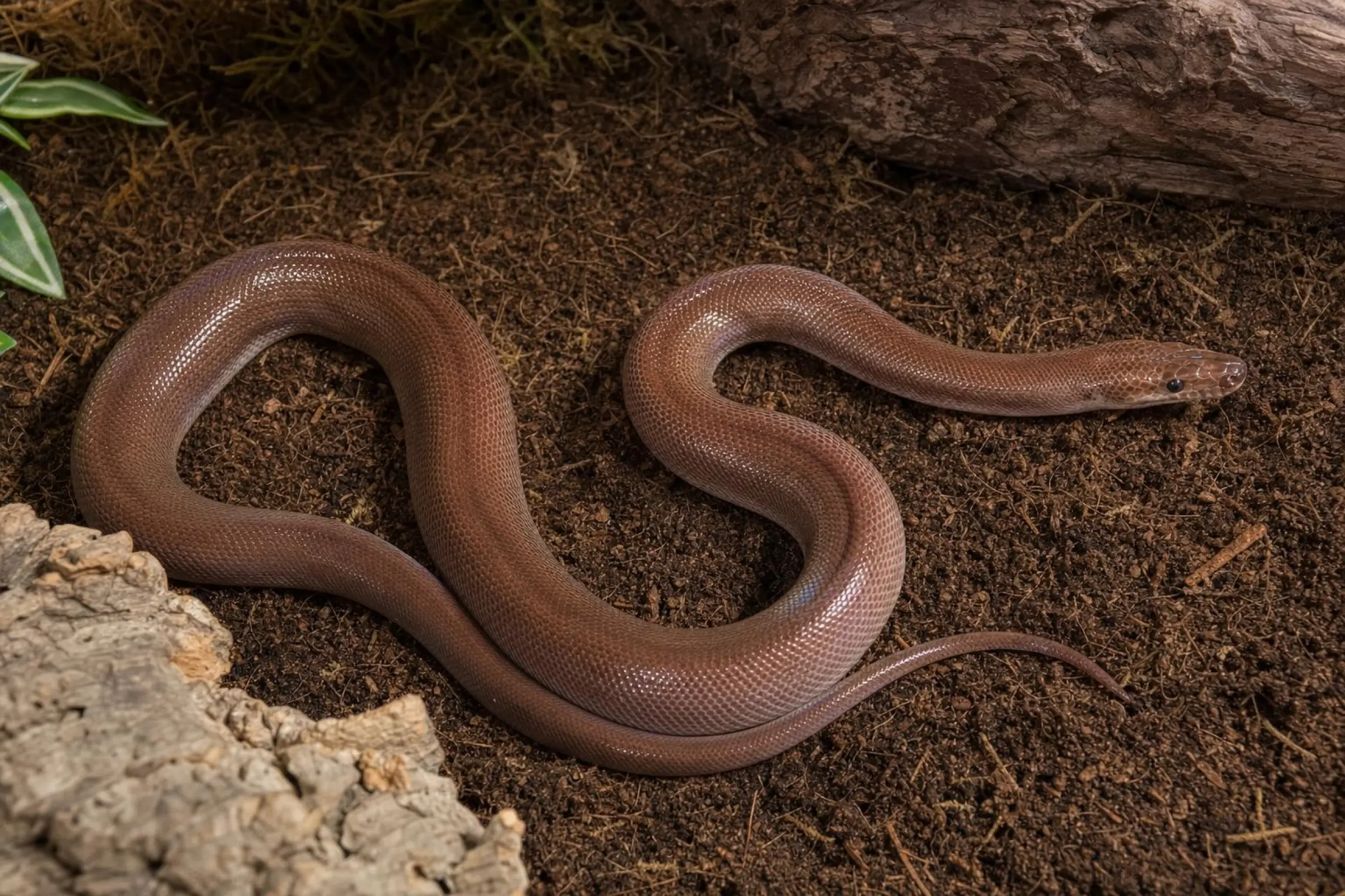 Boa arc-en-ciel brune, 100 % het albinos, Epicrates maurus