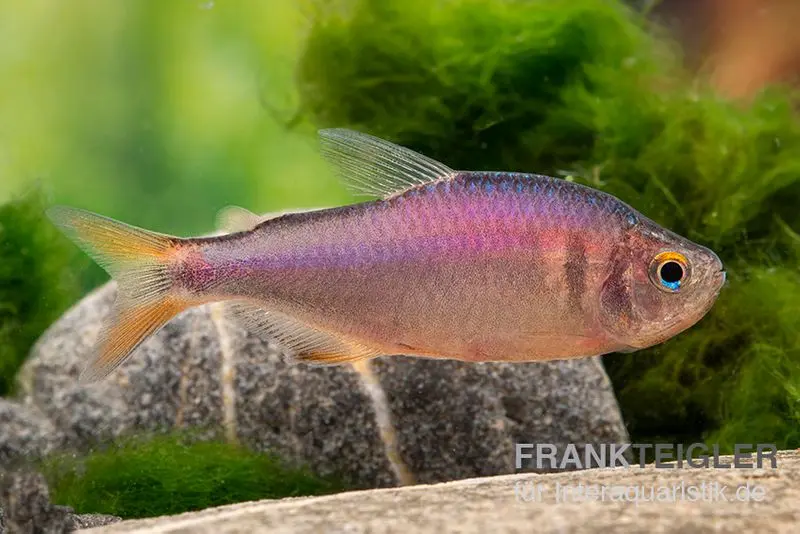Tétra mûre, Hyphessobrycon wadai