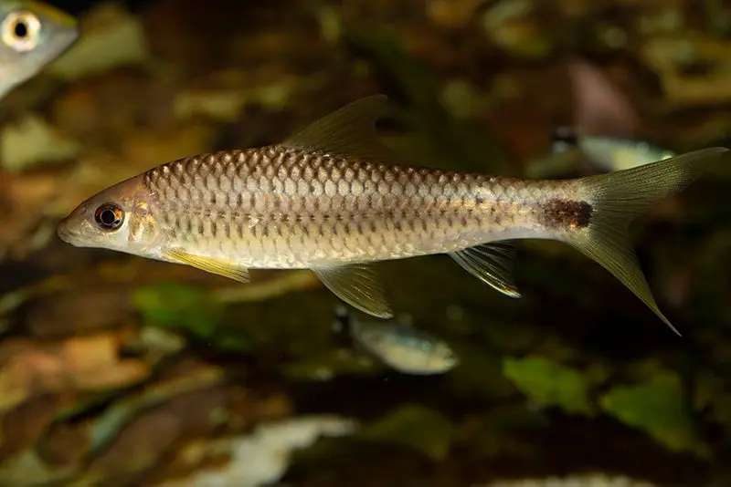 Mangeur d’algues pinceau réticulé doré, Crossocheilus reticulatus gold