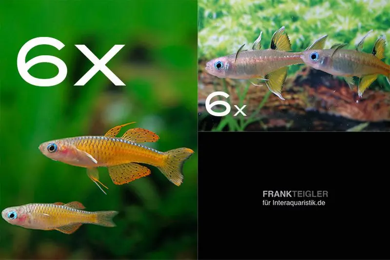 Assortiment de poissons d’ornement arc-en-ciel pour 60 cm