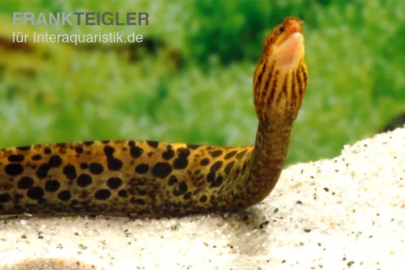Murène léopard, Gymnothorax polyuranodon (véritable murène d’eau douce)