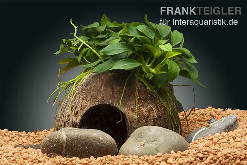 Dennerle Nano Cave, Anubias nana « Bonsai », sur demi-noix de coco
