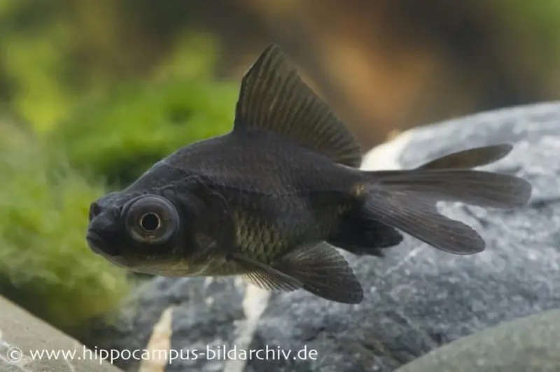 Poisson rouge Black Moor, Carassius auratus (eau froide), différentes tailles