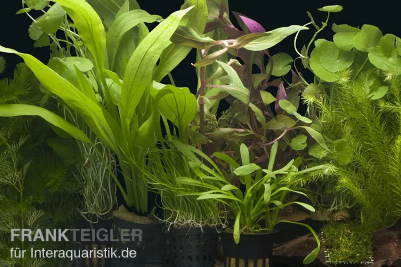 Assortiment de plantes d’aquarium « Amazonas » pour aquarium de 100-120 cm, kit de plantes d’aquarium