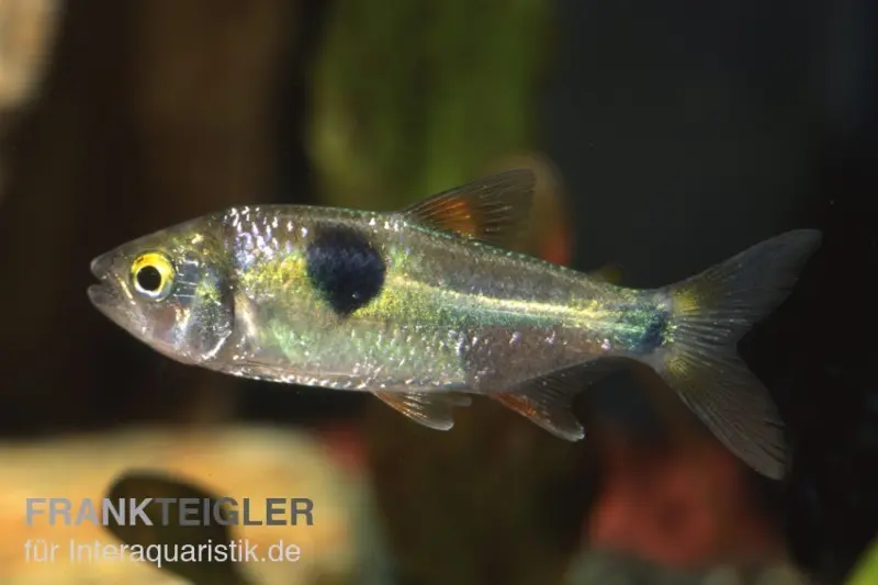 Raubsalmler à deux points, Exodon paradoxus, 4-6 cm (rareté)