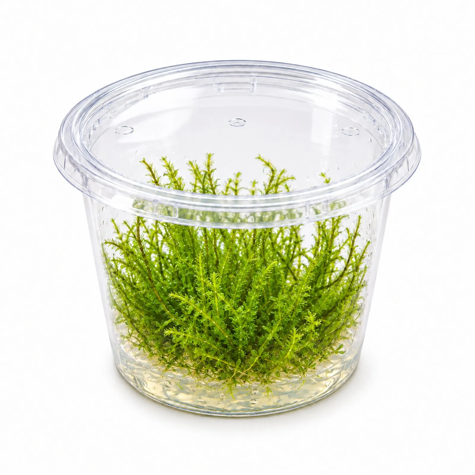 Mousse Flame, Taxiphyllum sp. « Flame », in vitro