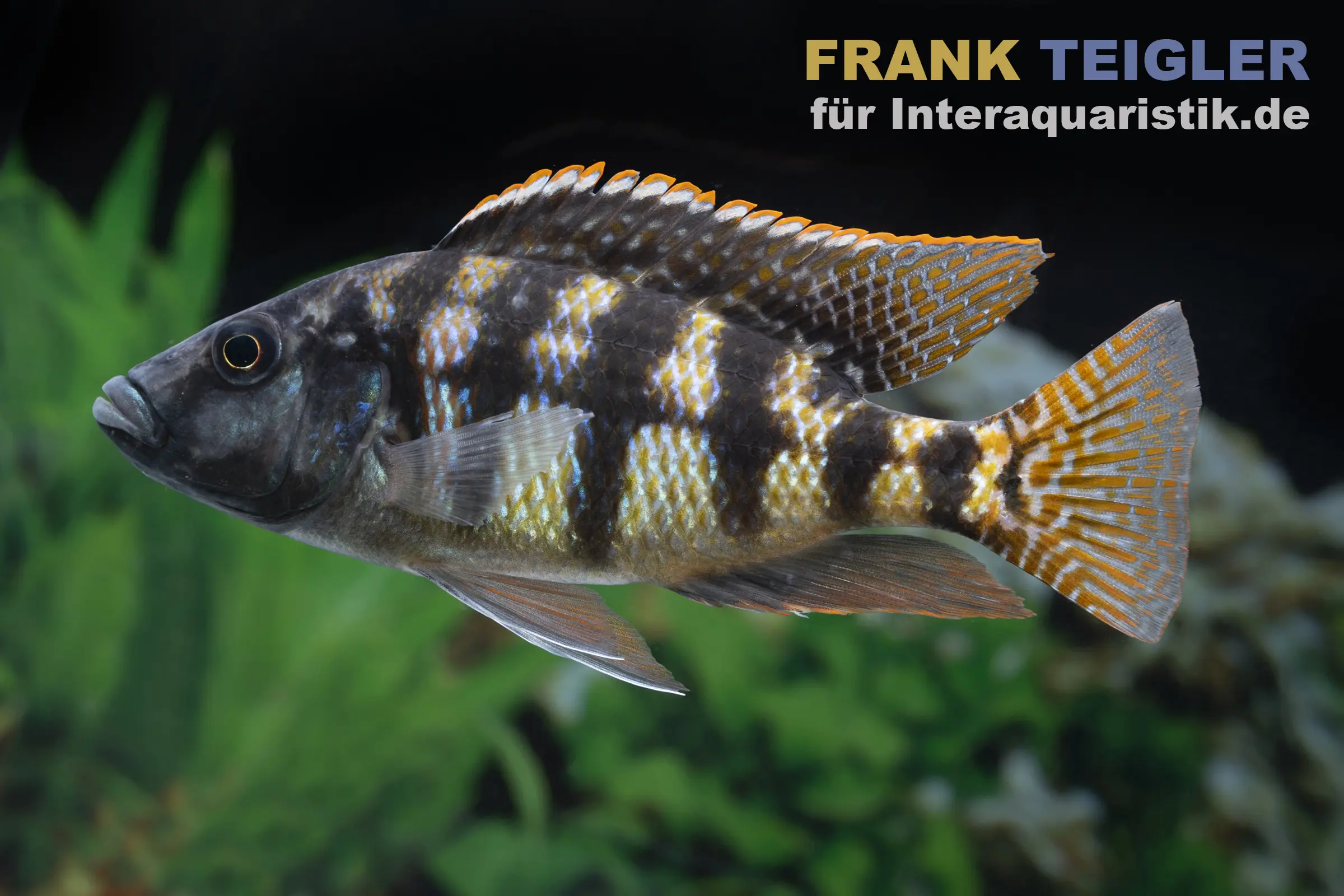 Cichlidé Johnstoni, Placidochromis johnstoni